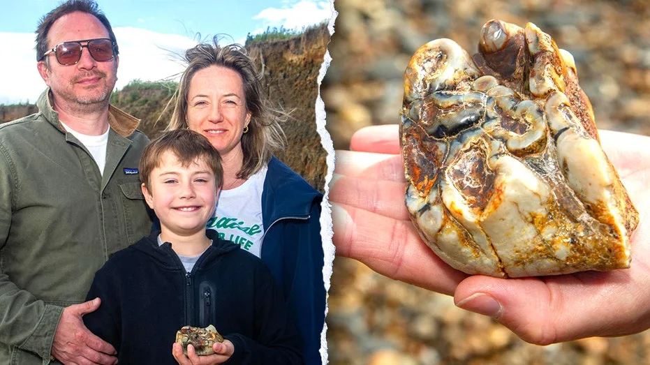 English Boy Unearths 1.8-Million-Year-Old Elephant Tooth on Beach