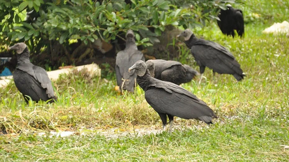 Black Vulture Invasions Cause Property Damage and Resident Outcry Across US Neighborhoods