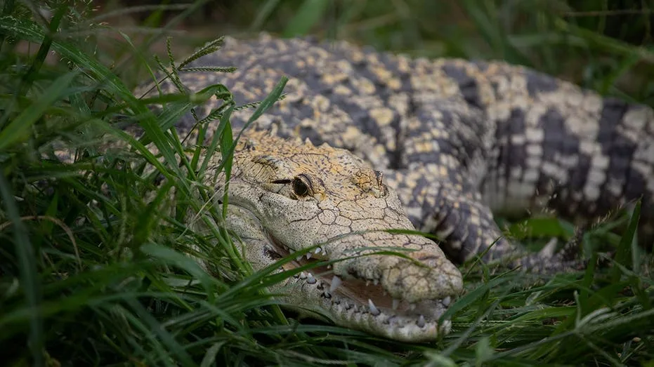 Tourists Recount Helplessness During Fatal Crocodile Attack in Puerto Vallarta