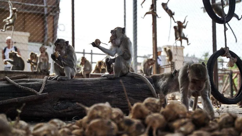 Nearly 100 Macaques Escape Enclosure in Central Thailand, Prompting Extensive Recapture Operation
