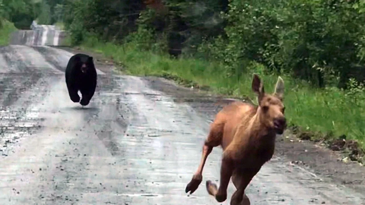 Maine Couple Uses Pickup Truck to Save Moose Calf from Charging Bear: 'I Knew What I Had to Do'