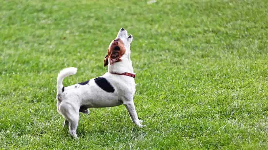 Navigating Pet Loss: When Is It Right to Welcome a New Companion?