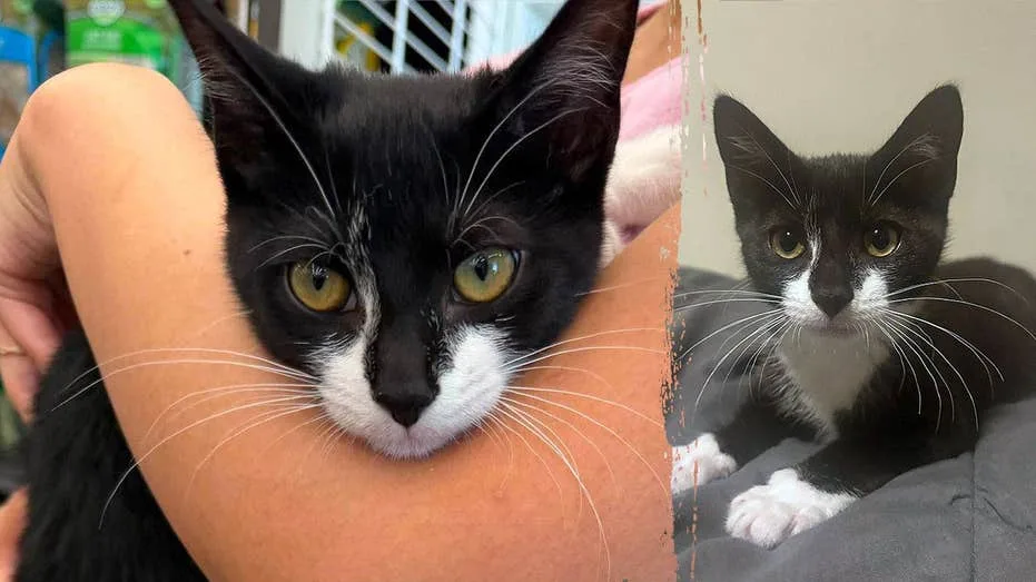 Maryland Man Allegedly Steals Kitten, Asks Bank Employee to Hold Her Before Robbery Attempt