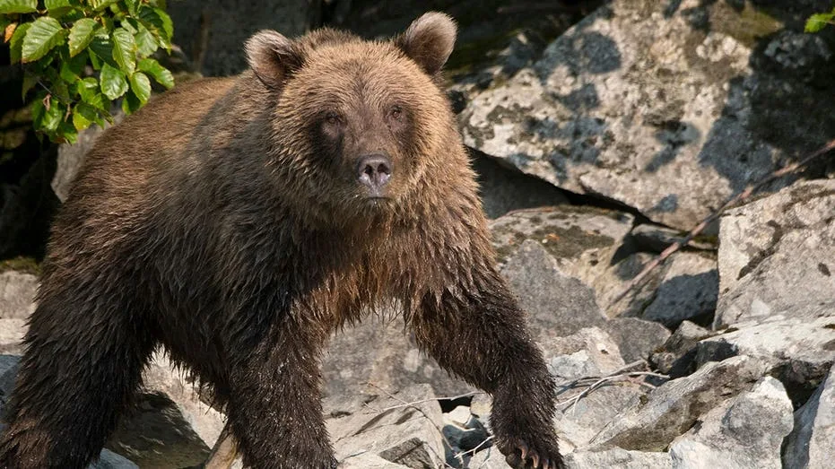 Alaska Runner Hospitalized After Defending Against Brown Bear Encounter in Anchorage