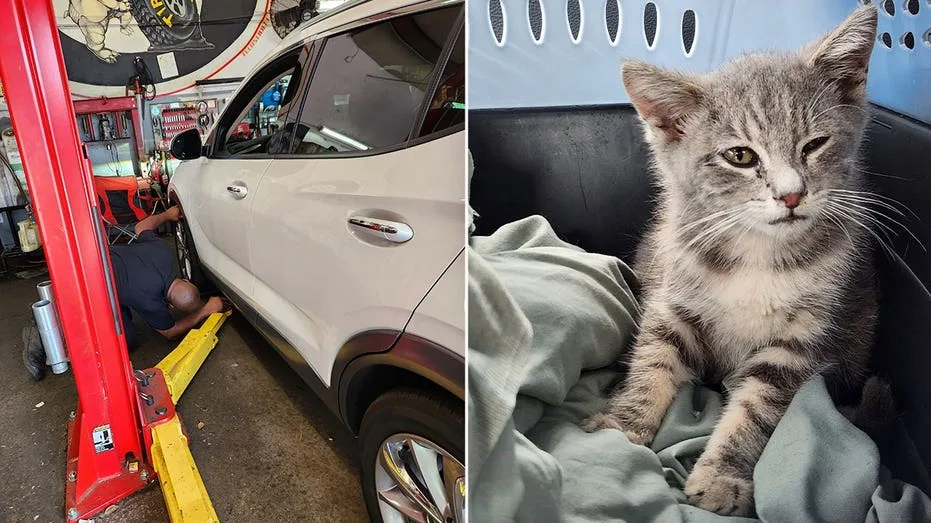 Kitten Survives Hundreds-Mile Journey Trapped Under Car, Finds New Hope