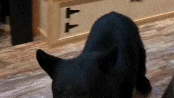 Wild Bear Interrupts Anniversary Getaway, Ventures into Gatlinburg Tea Shop