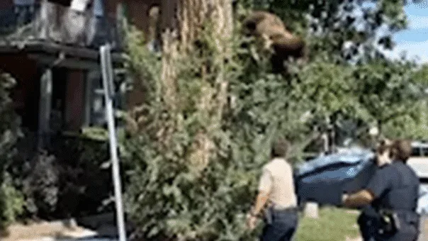 Young Bear Safely Relocated After Tumble from Denver Tree Following Tranquilization
