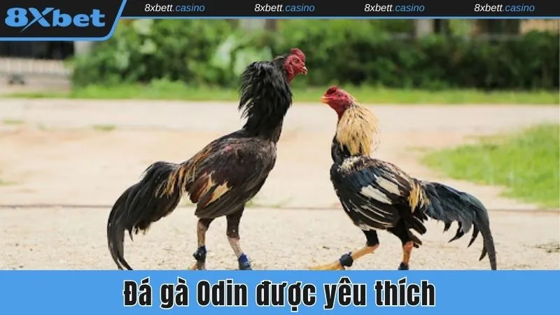 Đá gà Odin được yêu thích