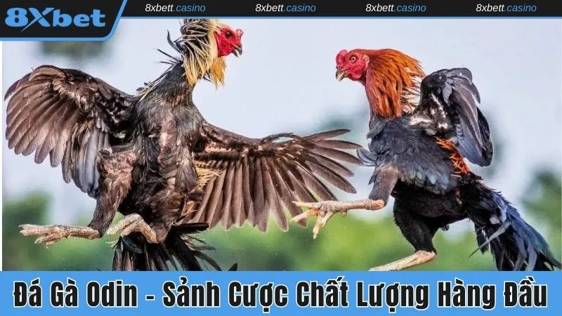 Đá gà Odin