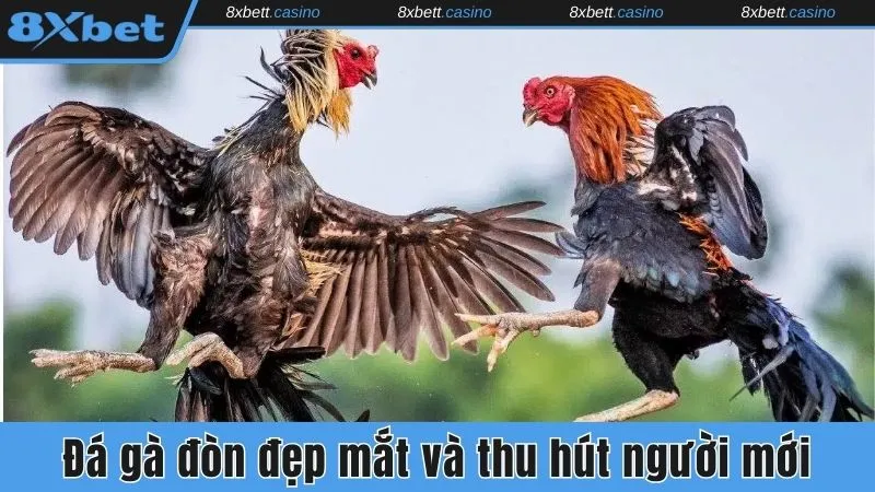 Trận đấu đẹp mắt và thu hút người mới